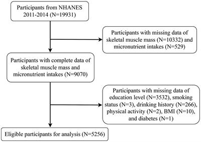 Associations of micronutrient dietary patterns with sarcopenia among US adults: a population-based study